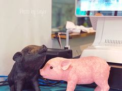 -WHEN PIGS FLY当猪飞