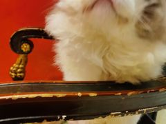 -猫色咖啡·猫咖