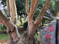 -中国科学院西双版纳热带植物园