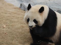 -上海野生动物园