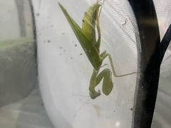 -上海昆虫博物馆