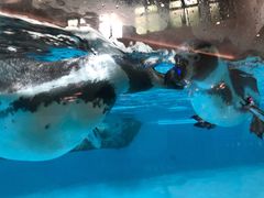 -帝企鹅自助餐厅•儿童岛•真企鹅(长隆企鹅酒店)