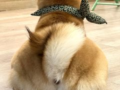 -柴迷FANS CLUB·柴犬狗咖·猫咖