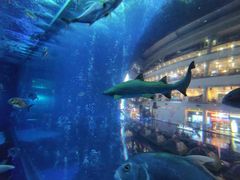 -成都浩海立方海洋公园