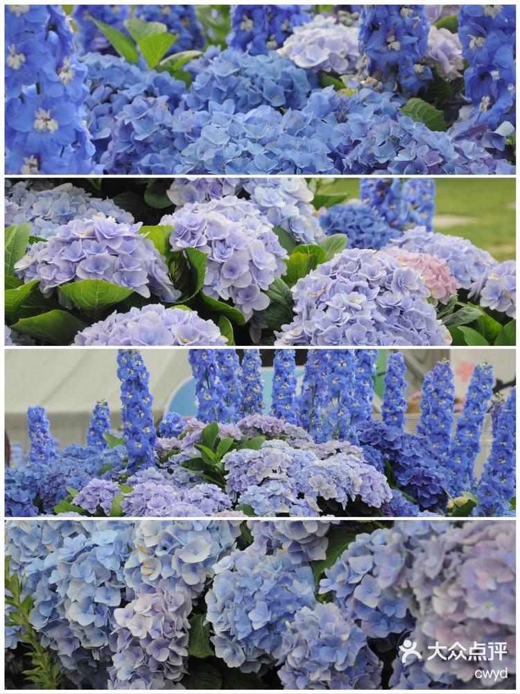 海宁国际花卉节