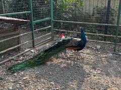 -瑞丽独树成林风景区