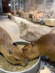 -Zoolung Zoolung动物主题公园(海信广场店)