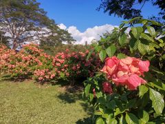 -中国科学院西双版纳热带植物园