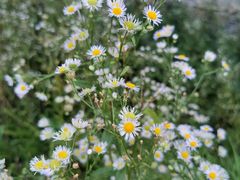 -庐山风景区花径公园