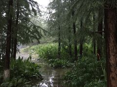 湿地植物-重庆彩云湖湿地公园