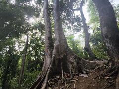 -中国科学院西双版纳热带植物园