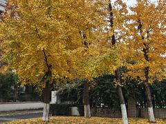 -四川大学(望江校区)