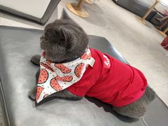 -歎雪糕低糖低脂Gelato冰淇淋