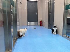 -万博宠物医院·手术·诊疗(未央凤城五路店)