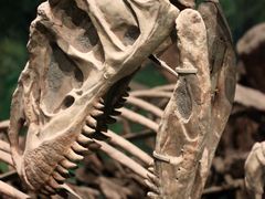 -自贡恐龙博物馆