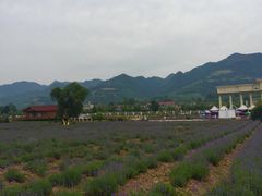 -曲江薰衣草庄园