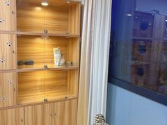 -猫十亿·布偶金渐层·曼基康矮脚猫舍(青年路店)