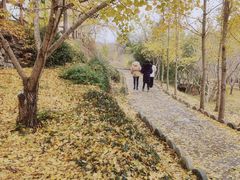 -千年银杏谷文化旅游区