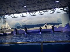 -秦皇岛乐岛海洋王国