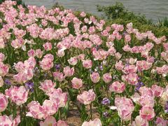 -荷兰花海