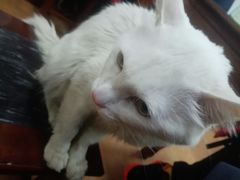 -沙湾姜撞奶甜品店(昌岗中路店)