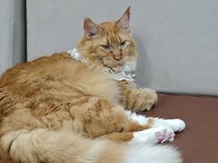 -MOCHA明星猫咖(田子坊店)