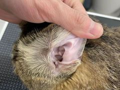 -comecome来吧宠物(奥克斯中心店)