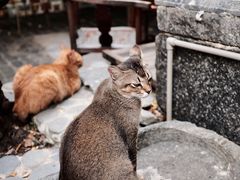 -喵屿·大理花园猫咖