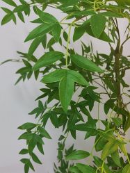 -变美丽半永久纹眉连锁·机器野生眉·洗眉