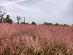 -祥源·阜阳生态乐园