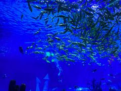 -上海海昌海洋公园