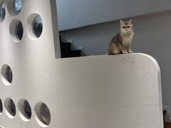 -琪喵猫屋·撸猫猫咖·猫舍