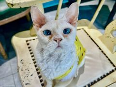 -猫小院猫主题餐厅(南锣旗舰店)