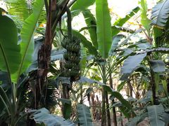 -西双版纳融创皇冠假日度假酒店