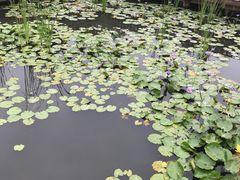 -五缘湾湿地公园