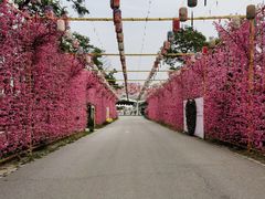 -北京凤凰岭