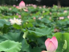 -武汉紫薇都市田园