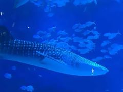 -烟台海昌鲸鲨海洋公园