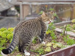 -喵屿·大理花园猫咖
