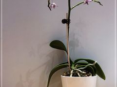 -霸王茶姬(泛海广场店)