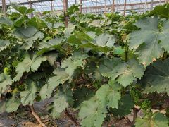 -庞各庄翠芳园西瓜蔬菜基地采摘园