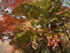 门面-井之头恩赐公园