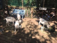 -宫城藏王狐狸村