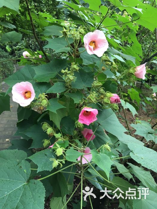 成都植物園芙蓉花圖片 - 第15張