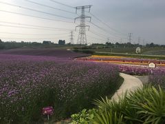 -紫颐香薰山谷景区