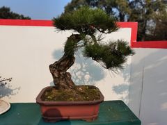 -南山植物园