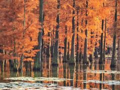 -池杉湖湿地公园