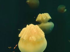 -福州罗源湾海洋世界旅游区