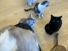 -有喵·猫咖·狗咖·30几只猫10只小狗(岗厦店)