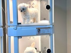 -翊宠yipet猫狗购宠庄园犬舍•猫舍